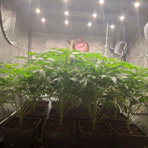 Sweet Amnesia Haze growlog timeline photo