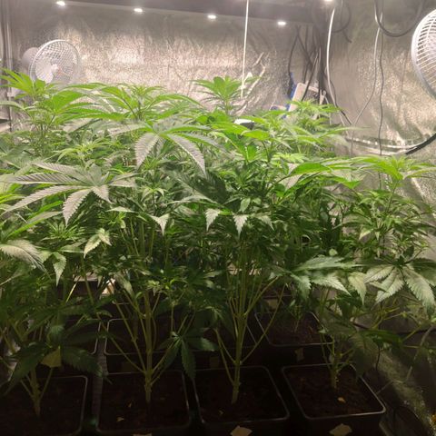 Sweet Amnesia Haze growlog timeline photo