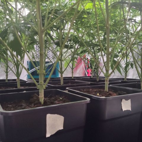 Sweet Amnesia Haze growlog timeline photo