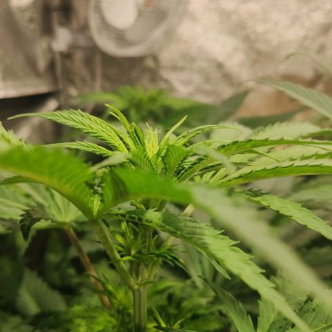 Sweet Amnesia Haze growlog timeline photo