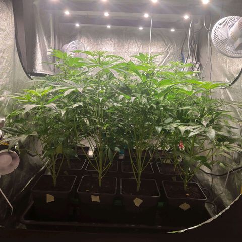 Sweet Amnesia Haze growlog timeline photo