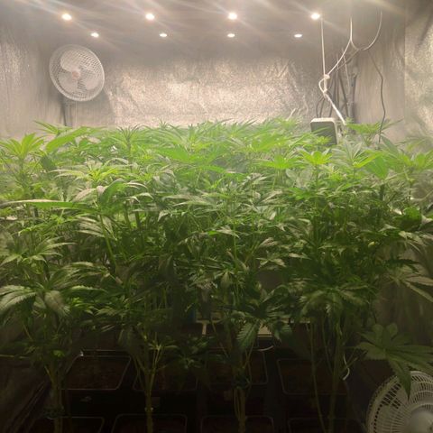 Sweet Amnesia Haze growlog timeline photo