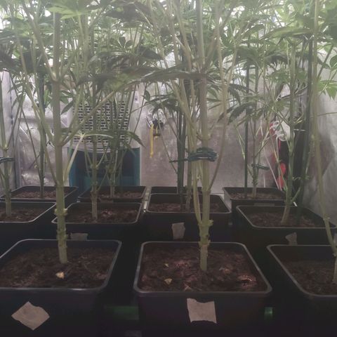 Sweet Amnesia Haze growlog timeline photo