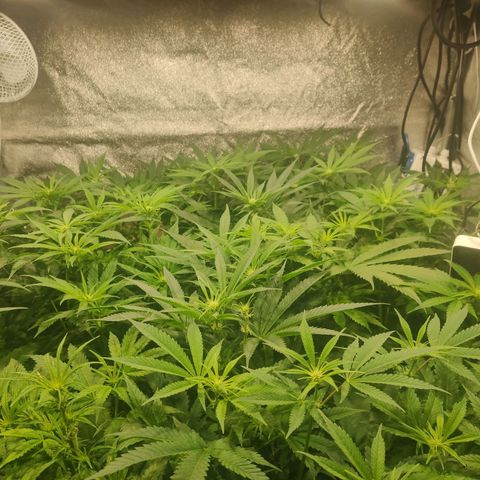 Sweet Amnesia Haze growlog timeline photo