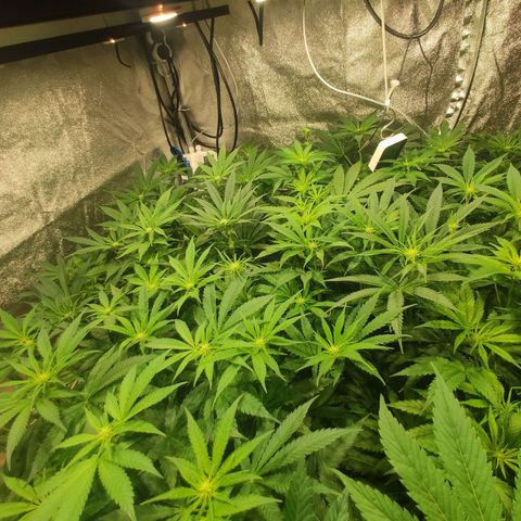 Sweet Amnesia Haze growlog timeline photo