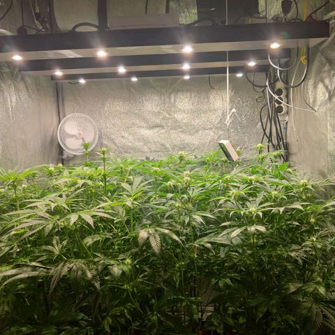 Sweet Amnesia Haze growlog timeline photo
