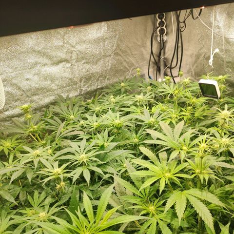 Sweet Amnesia Haze growlog timeline photo
