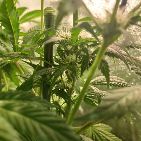 Sweet Amnesia Haze growlog timeline photo
