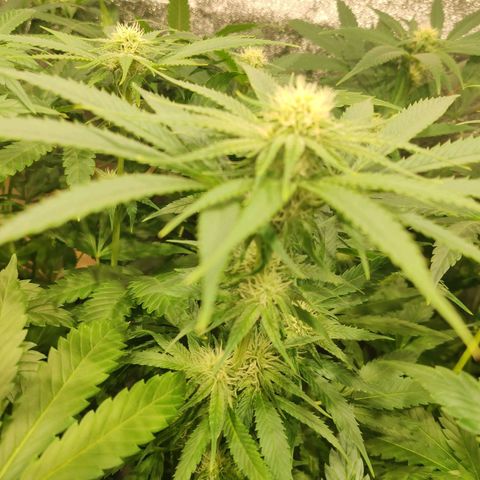 Sweet Amnesia Haze growlog timeline photo