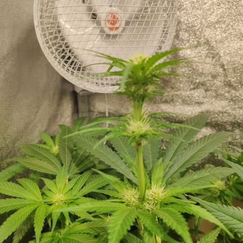 Sweet Amnesia Haze growlog timeline photo