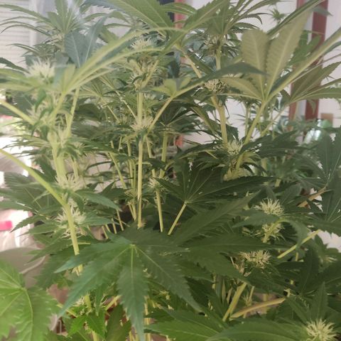 Sweet Amnesia Haze growlog timeline photo