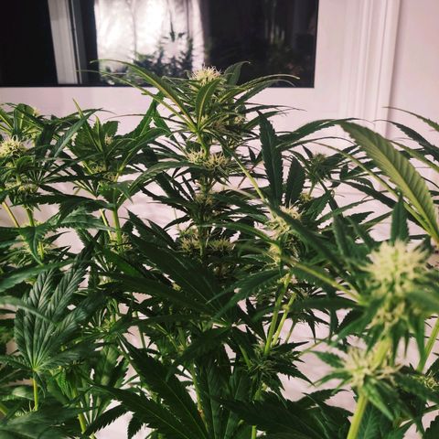 Sweet Amnesia Haze growlog timeline photo