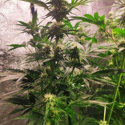 Sweet Amnesia Haze growlog timeline photo