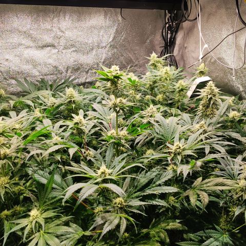 Sweet Amnesia Haze growlog timeline photo