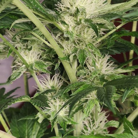 Sweet Amnesia Haze growlog timeline photo