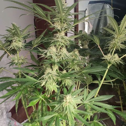 Sweet Amnesia Haze growlog timeline photo