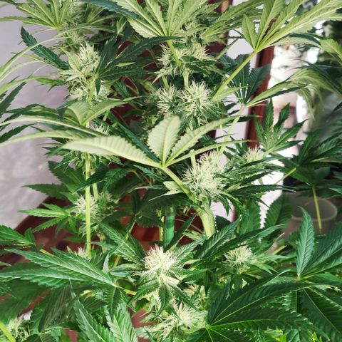 Sweet Amnesia Haze growlog timeline photo