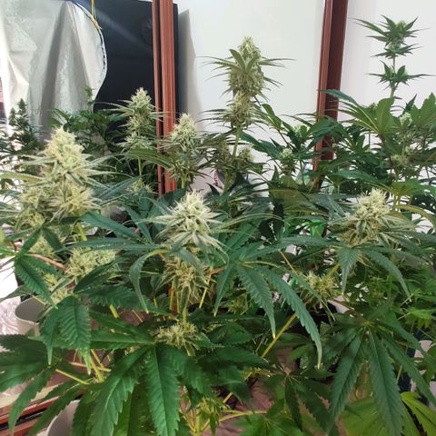 Sweet Amnesia Haze growlog timeline photo