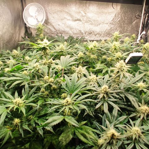Sweet Amnesia Haze growlog timeline photo