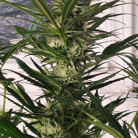Sweet Amnesia Haze growlog timeline photo