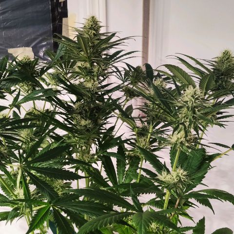 Sweet Amnesia Haze growlog timeline photo