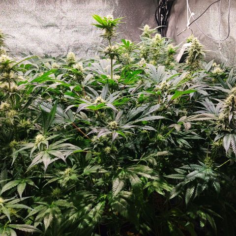 Sweet Amnesia Haze growlog timeline photo