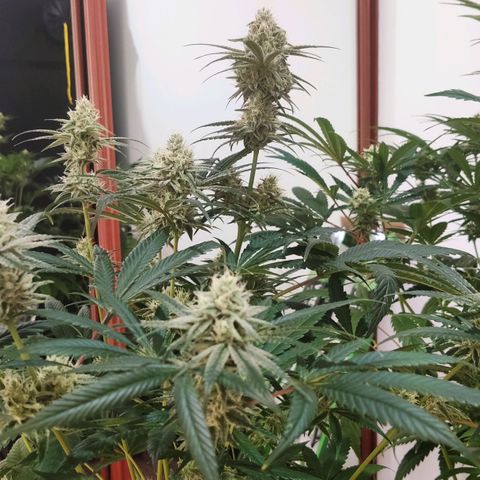 Sweet Amnesia Haze growlog timeline photo