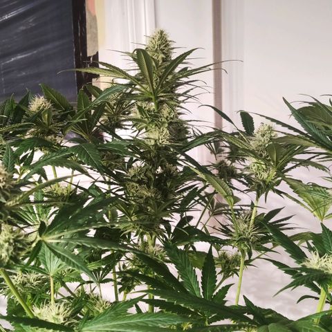 Sweet Amnesia Haze growlog timeline photo