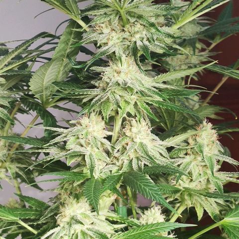 Sweet Amnesia Haze growlog timeline photo