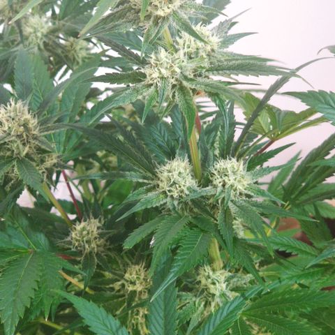 Sweet Amnesia Haze growlog timeline photo