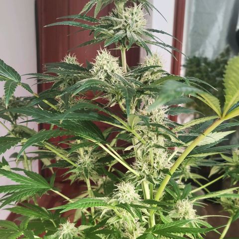 Sweet Amnesia Haze growlog timeline photo