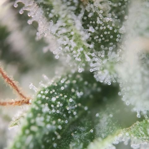 Sweet Amnesia Haze growlog timeline photo