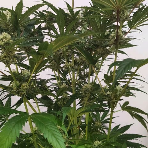 Sweet Amnesia Haze growlog timeline photo