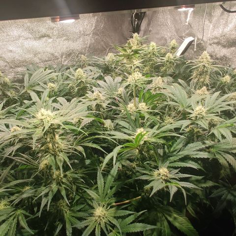 Sweet Amnesia Haze growlog timeline photo