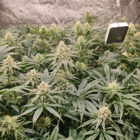 Sweet Amnesia Haze growlog timeline photo