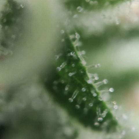 Sweet Amnesia Haze growlog timeline photo