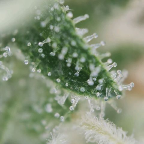 Sweet Amnesia Haze growlog timeline photo