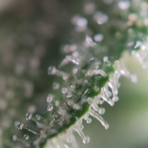 Sweet Amnesia Haze growlog timeline photo