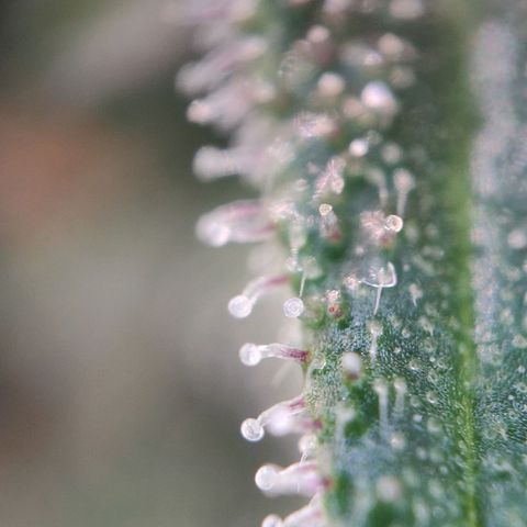 Sweet Amnesia Haze growlog timeline photo