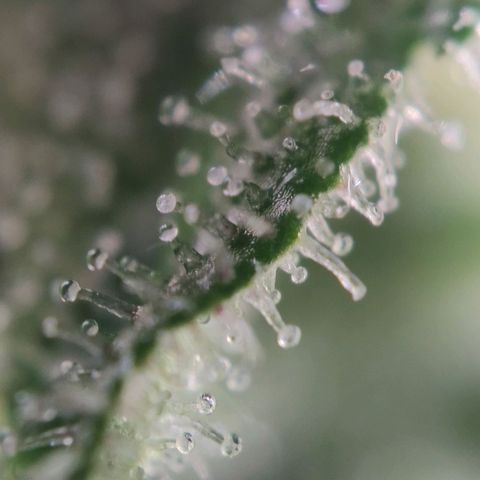 Sweet Amnesia Haze growlog timeline photo