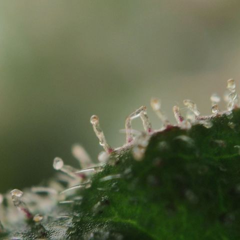 Sweet Amnesia Haze growlog timeline photo