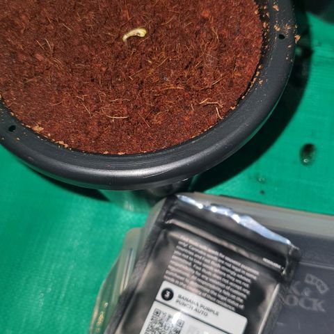 Banana Purple Punch Auto growlog photo: เริ่มงอก