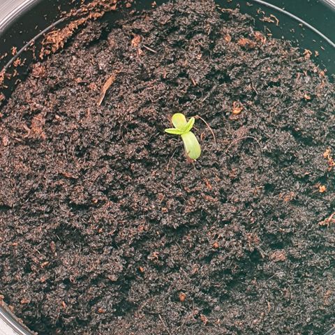 Banana Purple Punch Auto growlog timeline photo