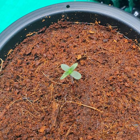 Banana Purple Punch Auto growlog photo: เพาะในพีชมอสจะโตเร็วกว่าขุยมะพร้าว