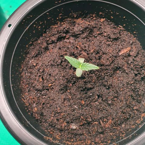 Banana Purple Punch Auto growlog photo: เพาะในพีชมอสจะโตเร็วกว่าขุยมะพร้าว