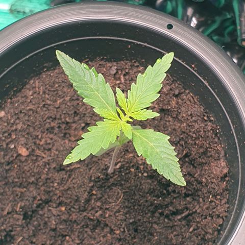 Banana Purple Punch Auto growlog timeline photo