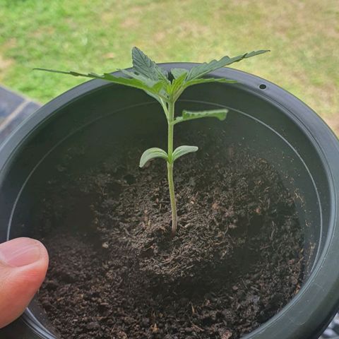 Banana Purple Punch Auto growlog timeline photo