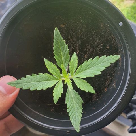 Banana Purple Punch Auto growlog timeline photo