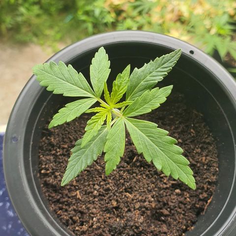 Banana Purple Punch Auto growlog timeline photo