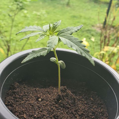 Banana Purple Punch Auto growlog timeline photo
